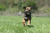 BORDER TERRIER 054